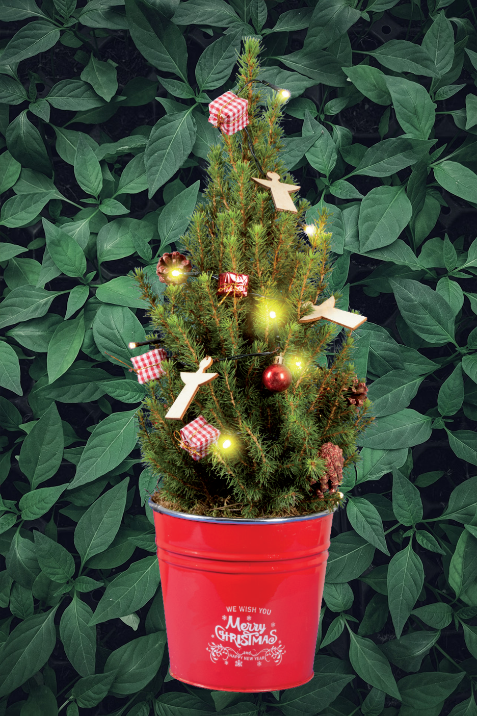 Μικρό χριστουγεννιάτικο δέντρο σε κόκκινη γλάστρα με φόντο πράσινα φύλλα.